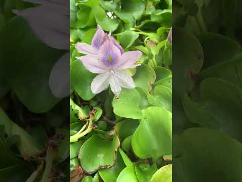 ジャグラーの花 植物