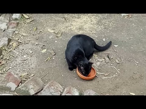 Black Cat Start Meow Meow after Eating..... |Rabii Awan|