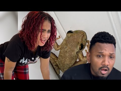 The frog in the house “LaNiky and Watafak”