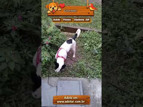 Vídeo de Charlotte
