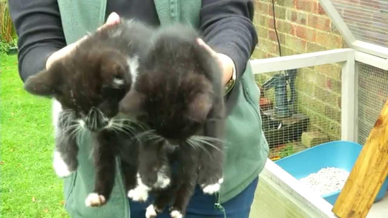 Brighton lost cats charity looking for new home after owner is diagnosed with cancer