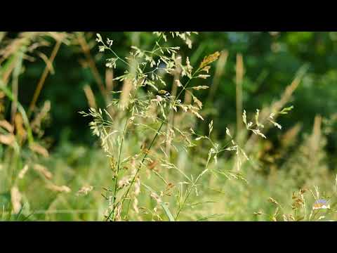 Listen to the live sounds of nature. The rustle of grass, the sound of the wind, the cricket.