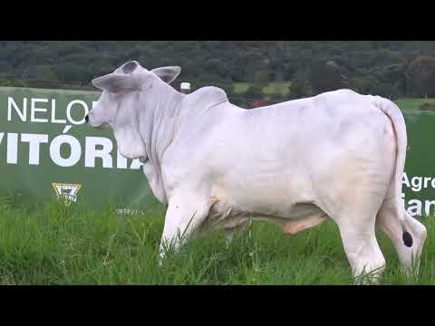 6763 FIV DA DIAMANTINO