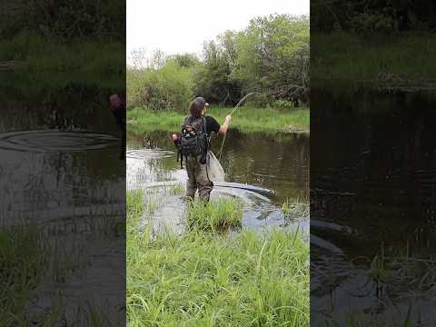 Story of my life trout fishing