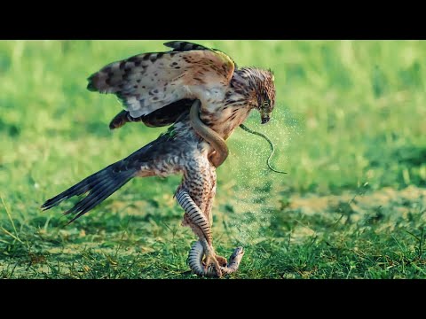Eagle vs. snake: Who will come out on top in this epic battle?