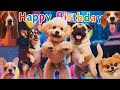 Happy Birthday Song With Cute Dogs For All Ages