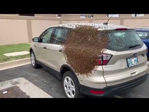 Honey Bees swarm a car - 1035818