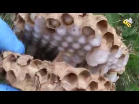 HORNETS 2. DEADLY ATTACK. ELIMINATING THE NEST.