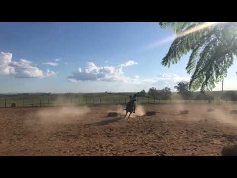 Cavalo crioulo prova Ricaça ll Gravatá @cavalocrioulooficial