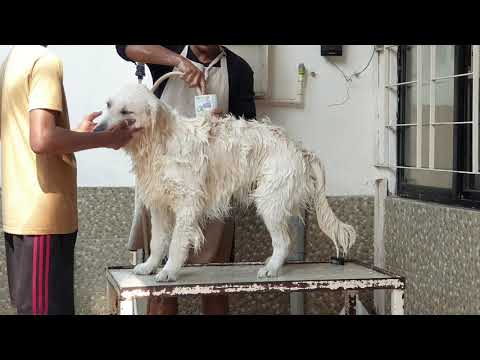 YouTube video about: Can I use pantene conditioner on my dog?