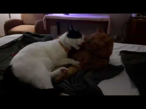 Marley and Ziggy Reunited