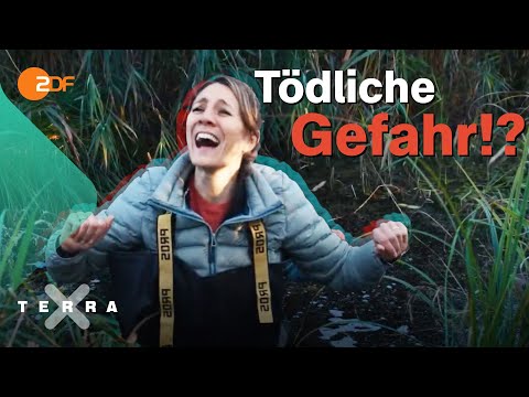 Kann man im Moor versinken?