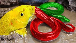 RAINBOW CARP ❤️ Cute Gold Crocodile, Colorful Koi fish crab trap and catfish   Stop Motion ASMR