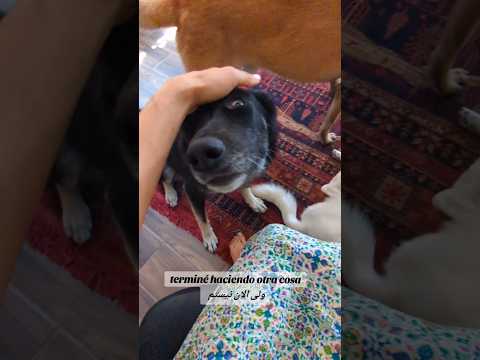 Conversation between my dogs 😅 #Imnotjealous