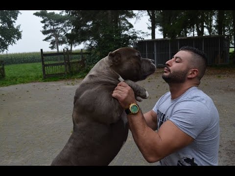 My xxl pitbulls all playing together no fight.