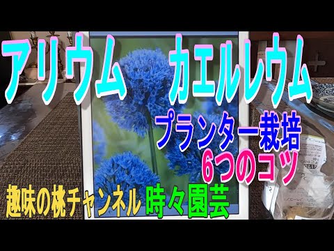 野生のニンニクは下草に大きなマットを頻繁に生成します