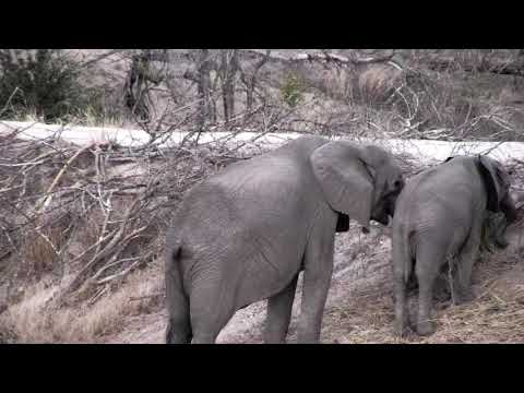 Djuma: Short Trunk female Elephant and her small herd-Pt:2 - 17:22 - 10/09/18