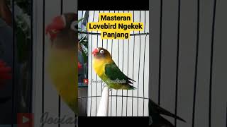 Download lagu Masteran Lovebird ngekek Panjang #lovebirdngetikpanjang #lovebirdngekekpanjang #lovebirds mp3