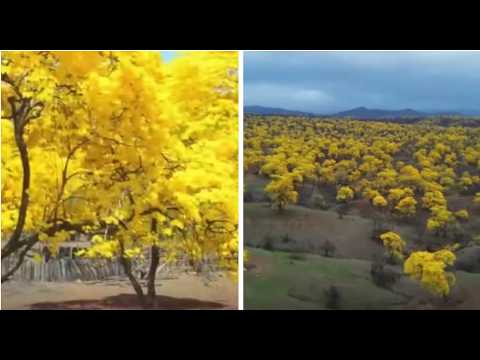 El Niño tiñe amarillo Zapotillo y adelanta el florecimiento de los guayacanes