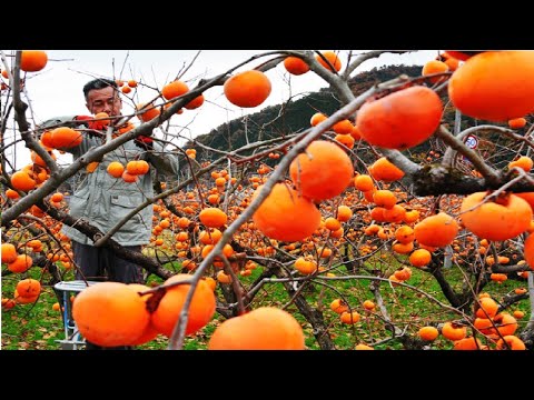 World's Most Expensive Persimmon - Japanese persimmon Harvesting - Dry persimmon traditional making