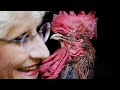 Alarm cock! Rooster ruling gives rural France something to crow about