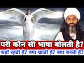 What Language Does The Angel Fairy Speak Pari Kaha Rahti Hai What Language Does The Angel