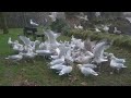 Feeding The Starving Seagulls In Winter TheSeagulls Ep5
