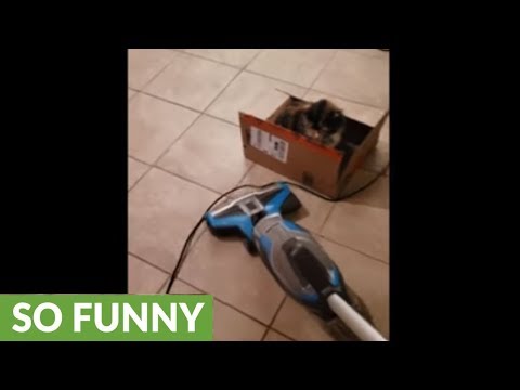 Fearless kitten plays with the vacuum cleaner