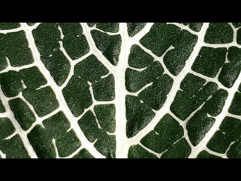 Carlos Bandera - Meristem (2022) for 15 string instruments