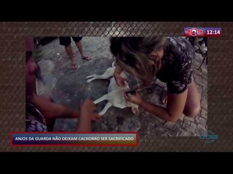 Anjos da guarda naÌƒo deixam cachorro ser sacrificado (27 05 20)