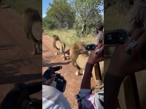 Wild and Free, Will You Join Me in South Africa?