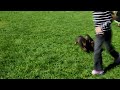 German Shepherd dogs for sale: Samson - Video 1