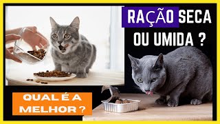 Qual o [Melhor] Alimento Para os Gatos {Seca ou mida}?