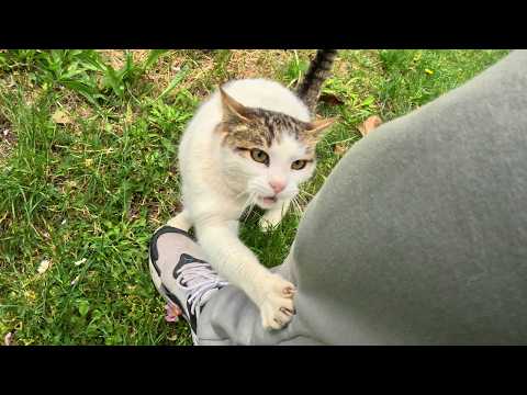 I couldn't visit the stray cat I've known for 5 years for a week, this is her reaction