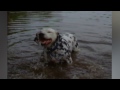 Sneezy Pet Animal Videos Weekly Compilation Kyoot Animals