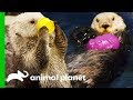 Southern Sea Otters Swim Together For The First Time | The Aquarium