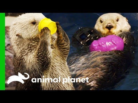 南方海獺首次同遊 | 水族館 (Southern Sea Otters Swim Together For The First Time | The Aquarium)