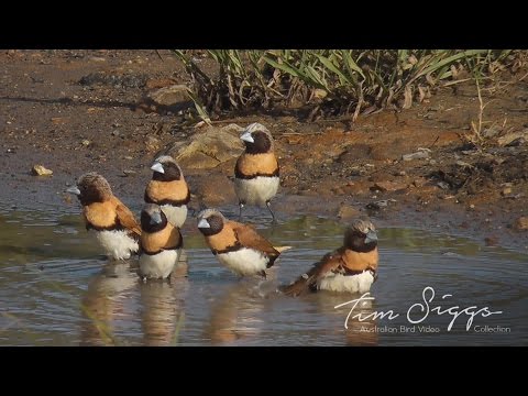 Amada gaštanovoprsá (Lonchura castaneothorax) — starostlivosť, voliéra a kŕmenie