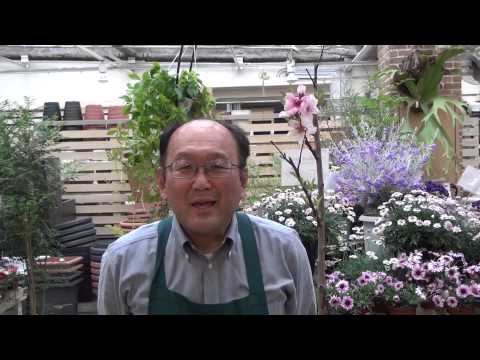 園芸 アプリコットとアーモンドの台木