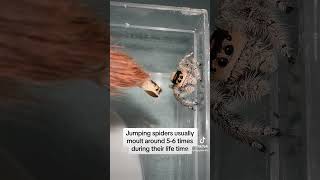 Download lagu Jumping spider moult! #youtubegrowth #jumpingspider #inverts #insect mp3