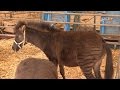 Zebroid Zebra Pferd Hardy Weisheit Circus Afrika