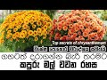 How To Grow Chrysanthemum Flowers The Ultimate Guide