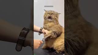 행님들 노래좀 찾아주세여