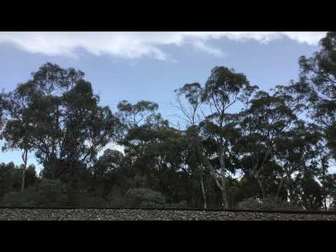 7731V , lead by X50 with X48 and G540 , hauling grain hoppers through Stawell ,15:10 , 26/11/2017.