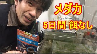 メダカ！5日間餌をあげなかった結果なのだ！そう！獰猛にね！