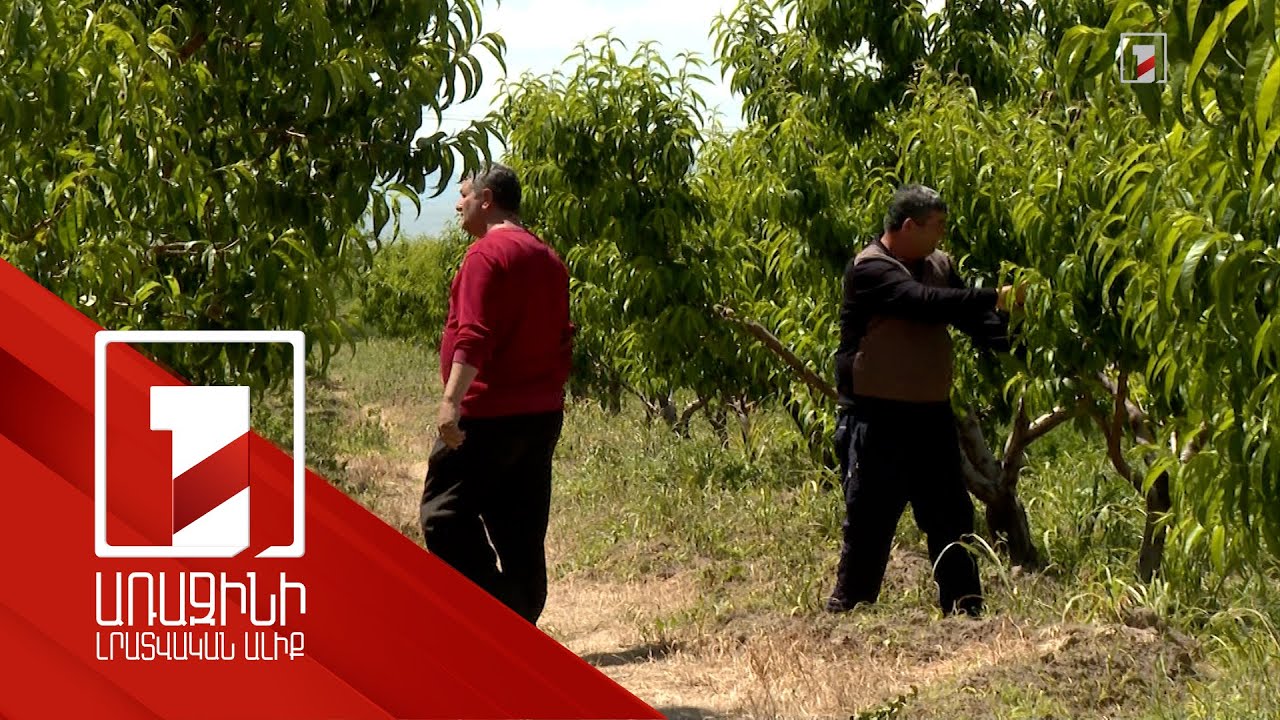 Սեզոնային զբաղվածության պետական աջակցության ծրագրից օգտվողների թիվը պլանավորածից ավելի է