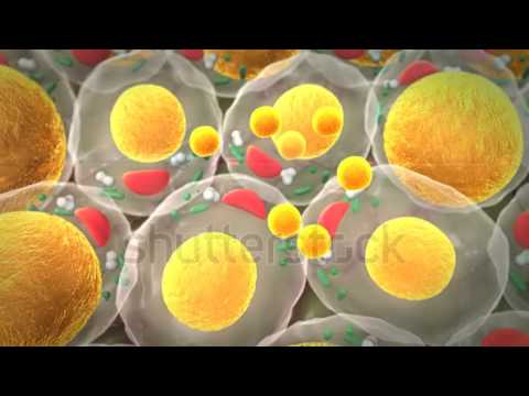 Adipocytes Growing Animation - YouTube