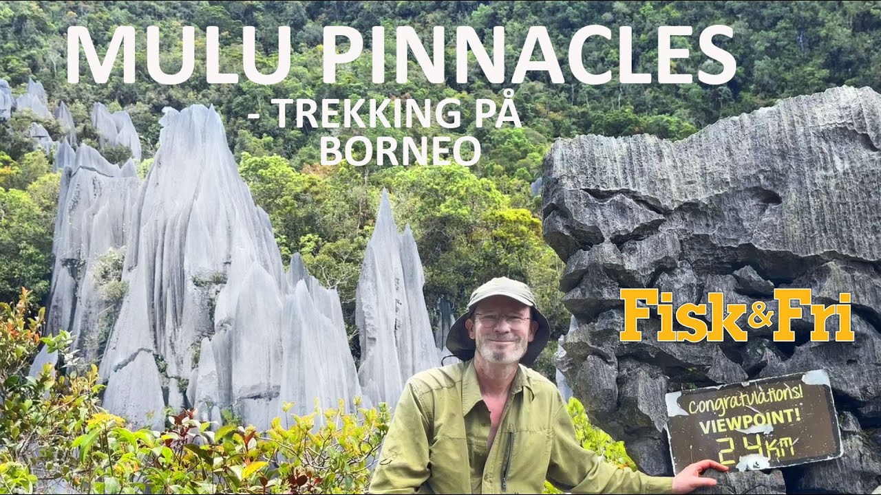 NY VIDEO: MULU PINNACLES – JUNGLETREKKING PÅ BORNEO
