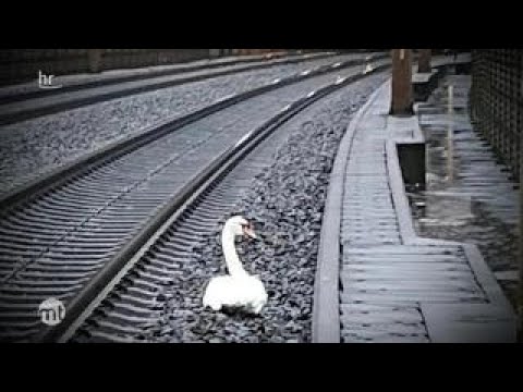 Ein Schwan in großer Trauer | maintower