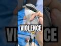 This bird is a SERIAL KILLER
